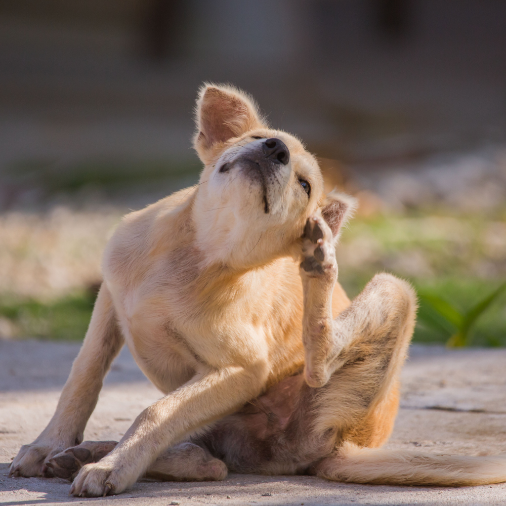 Functional Treats, Plant-Powered Ingredients: Supporting Pet Wellness Daily