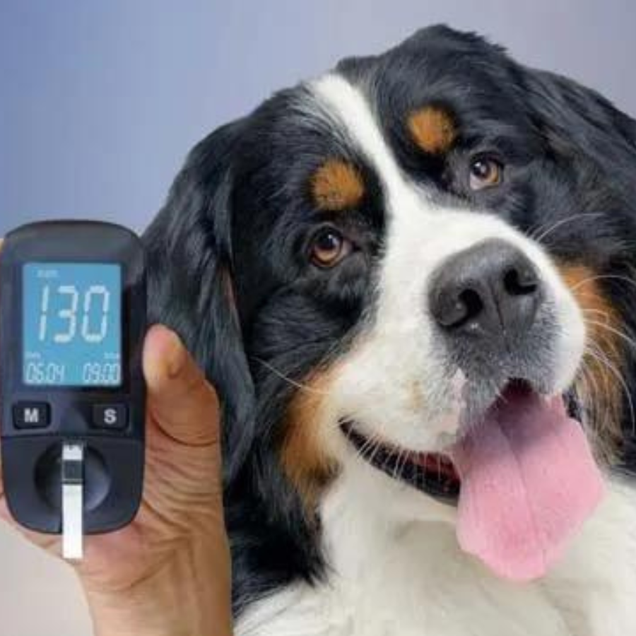 What Is Canine Diabetes? 3 Essential Things to Know About Diabetes in Dogs