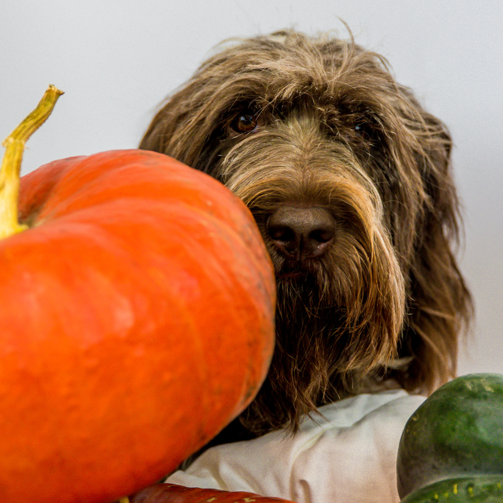 How Plant-Powered Diets Boost Your Dog's Lifespan