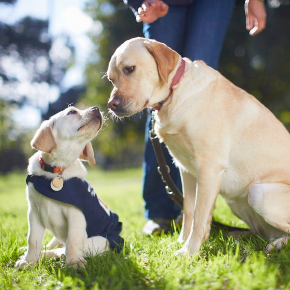 Cute pups that love to 'get social'