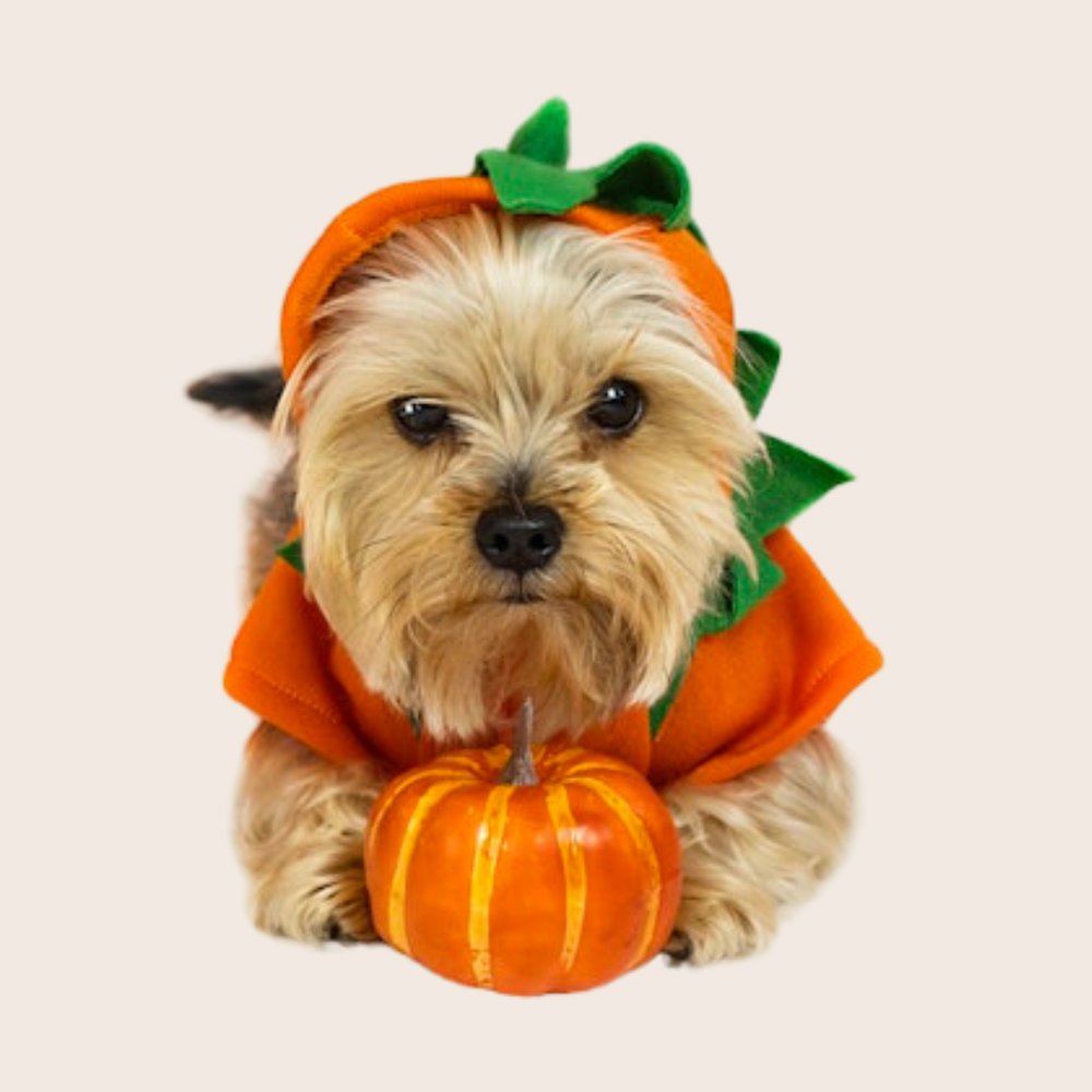 2024's Trending Dog Halloween Costumes: Find the Perfect Fit for Your Pup