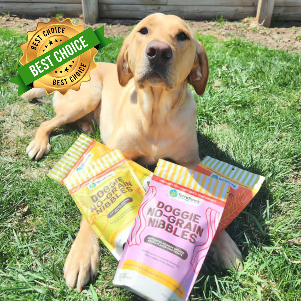 Top 10 Dog Treats: Daily Wellness & Longevity