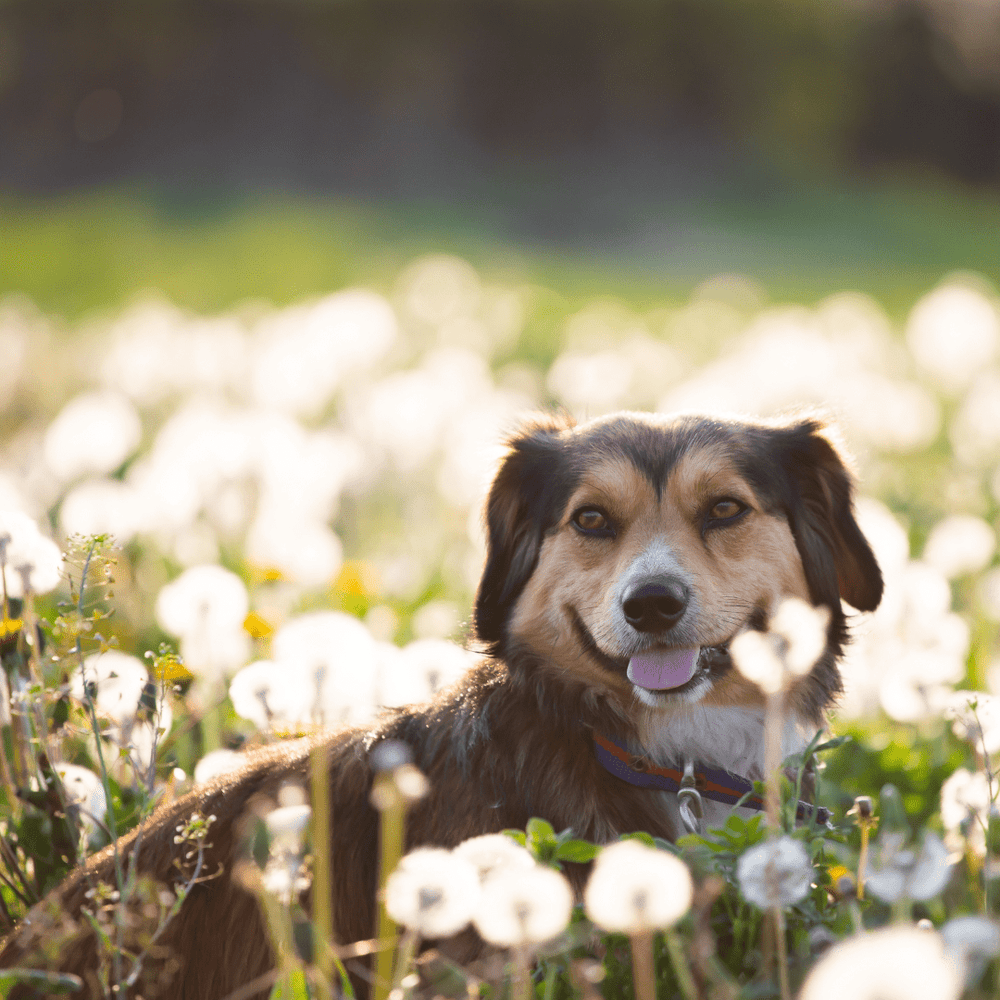 The Best Food for Dogs with Allergies: How to Choose the Right Nutrition - TerraPawz