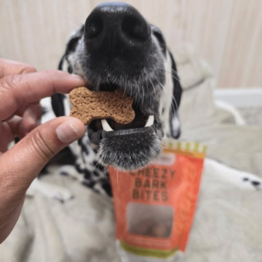 Beyond Brushing: How Crunch and Chlorophyll Naturally Clean Your Dog's Teeth and Freshen Breath - TerraPawz