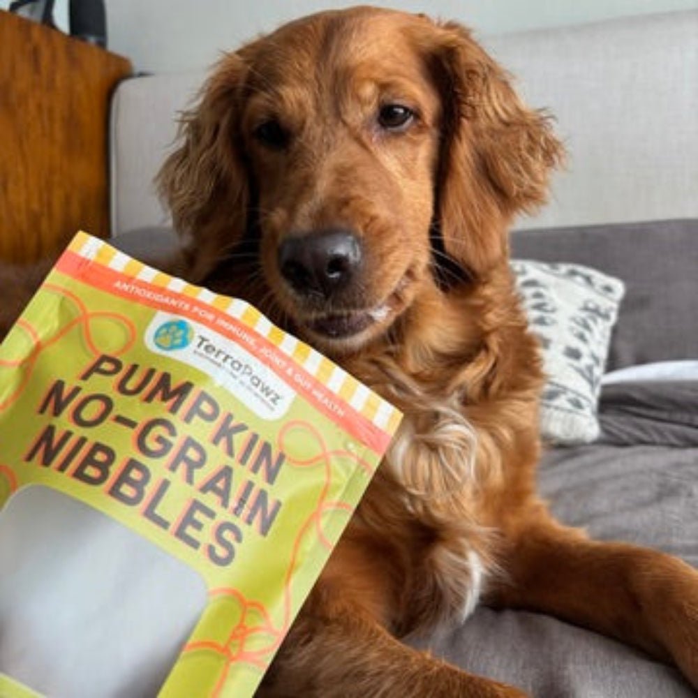 Does Your Dog Struggle with Joint Pain and Arthritis? Try These Functional Treats - TerraPawz