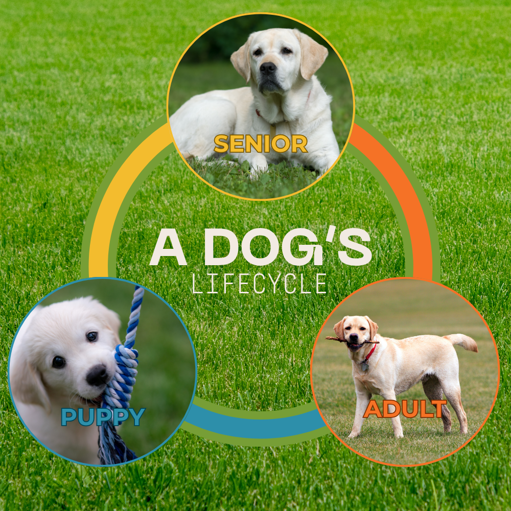 Plant-Powered Pet Nutrition Crafted for Every Life Stage