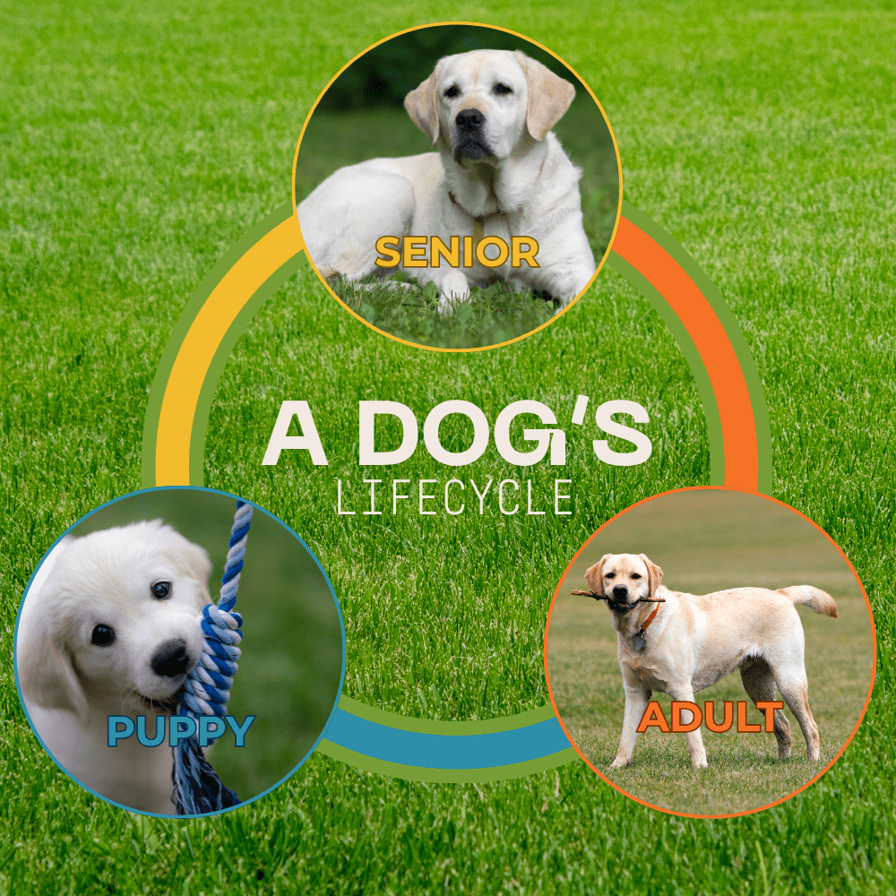 Plant-Based Dog Treats Crafted for Every Life Stage - TerraPawz