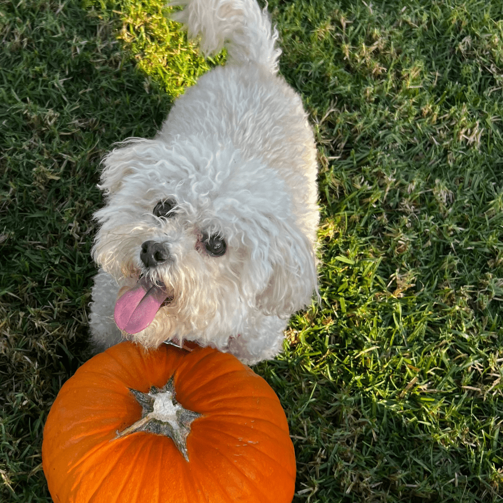 Healthy Dog Treats: What to Look For (And What to Avoid) - TerraPawz