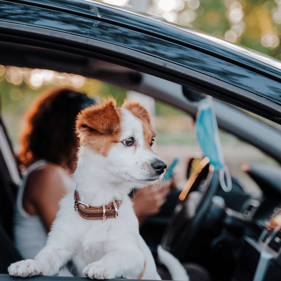 Holiday: Travel Tips With Your Dog