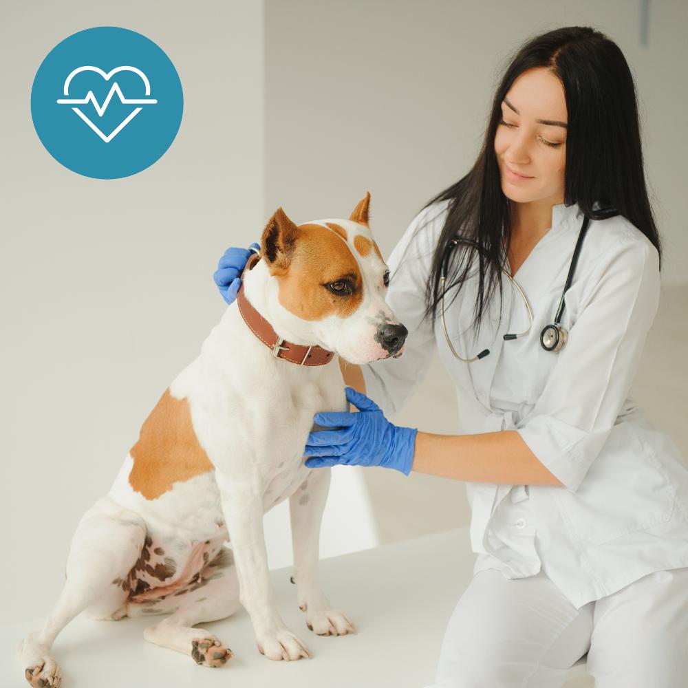 How Daily Treats Can Support Your Dog's Heart Health - TerraPawz