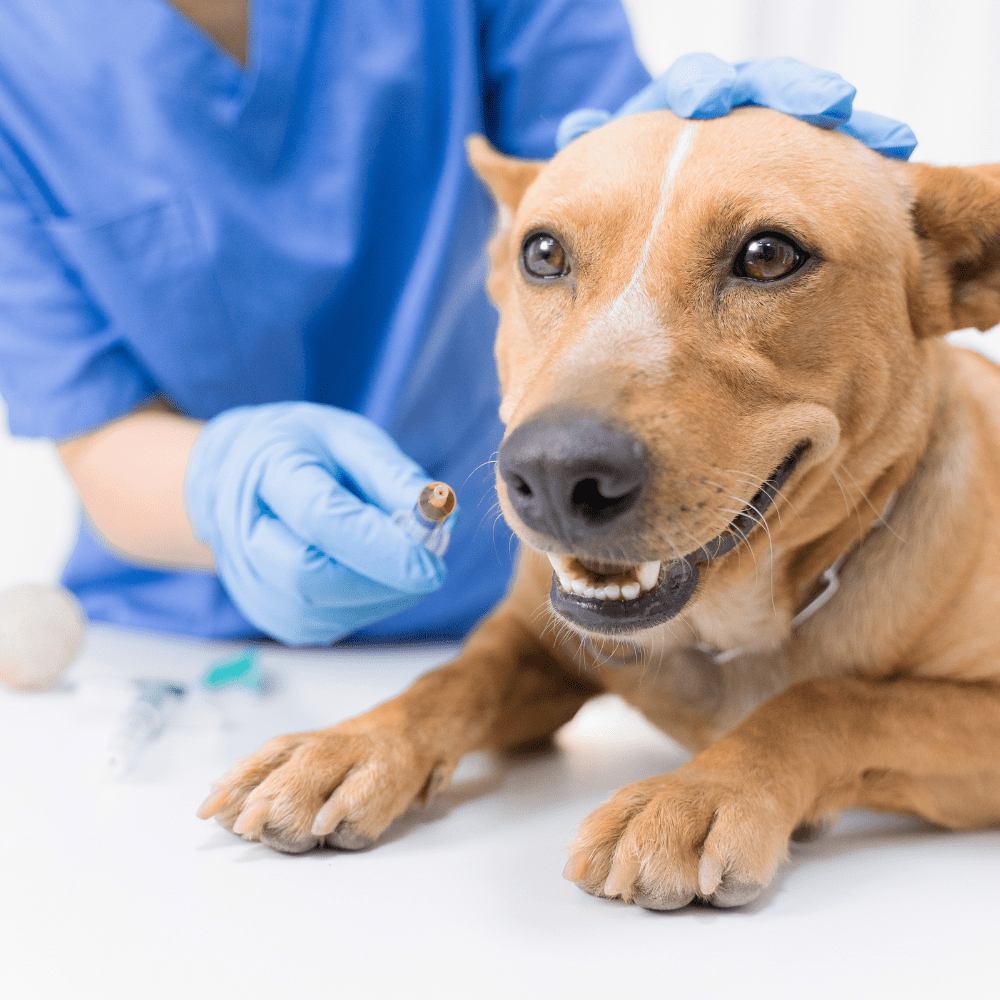 How Nutrition Can Help Reduce Dog Cancer Risk - TerraPawz