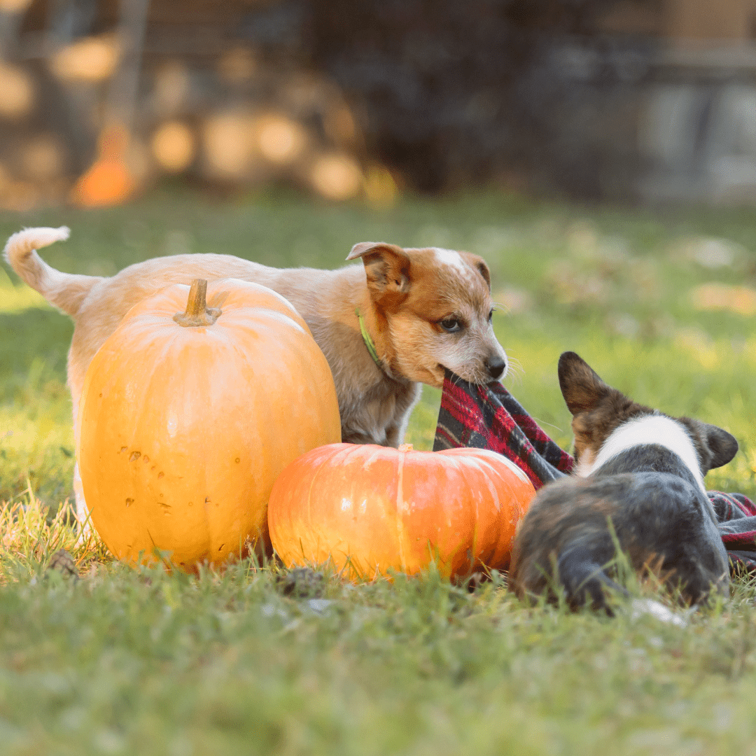 Is Pumpkin Safe for Dogs? Here’s What to Know - TerraPawz