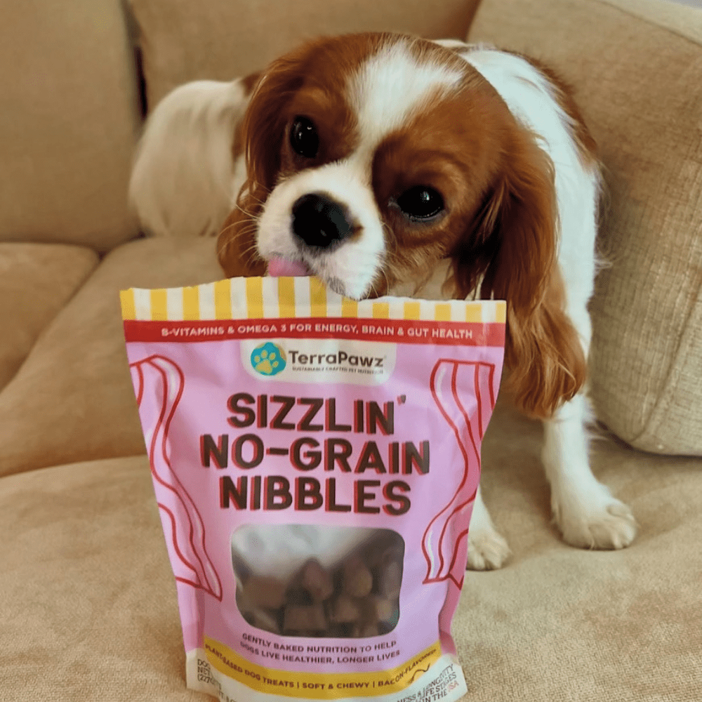 Sharpen Focus and Boost Energy: The Power of B-Vitamins for Dog Training and Performance - TerraPawz