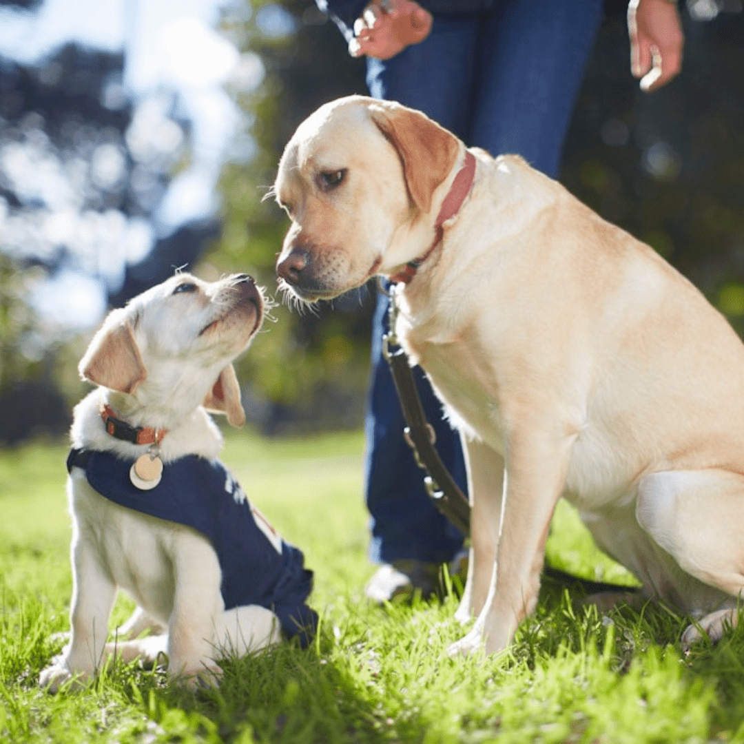 The Benefits of Sustainable Pet Treats for the Planet