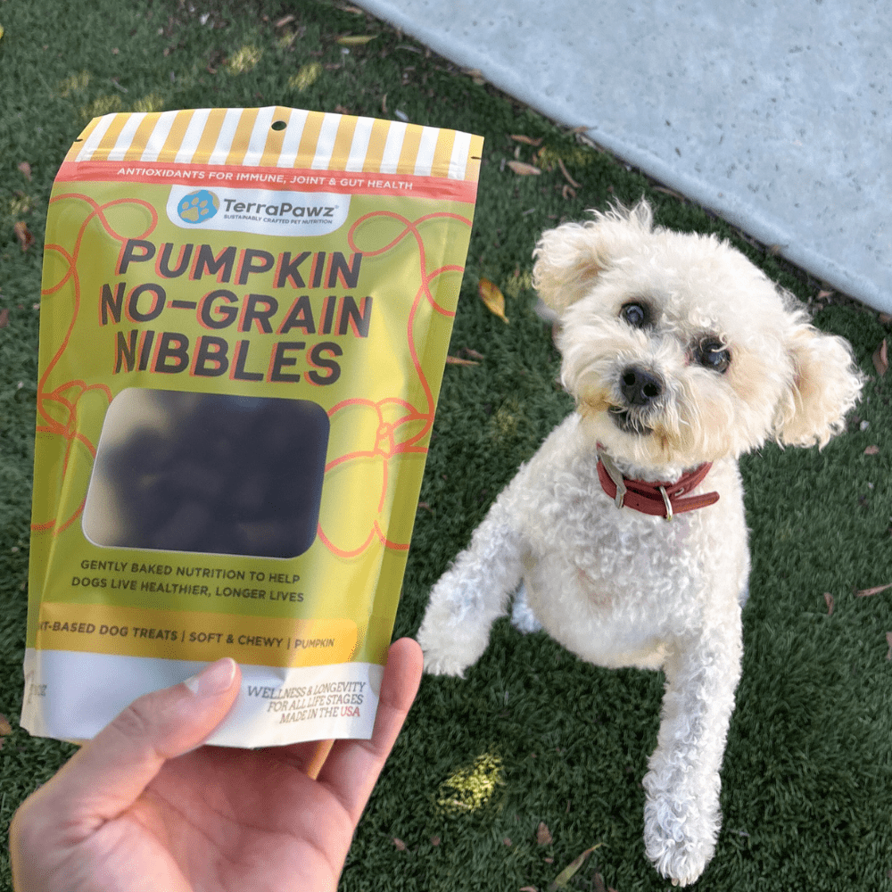 Turmeric and Cinnamon for Dogs: Supporting Active, Comfortable Movement - TerraPawz