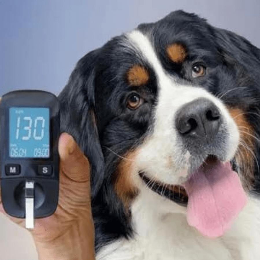 What Is Canine Diabetes? 3 Things Every Pet Parent Should Know