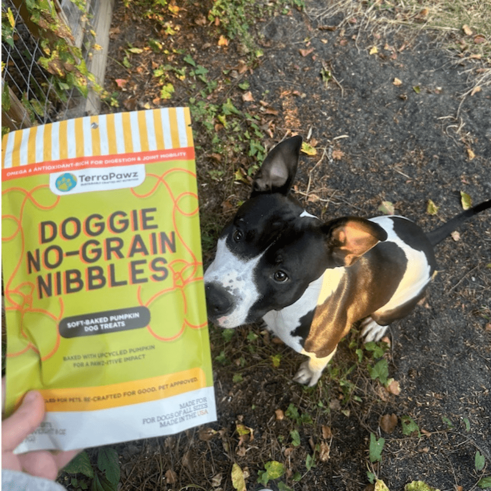 Why Pumpkin Dog Treats Are a Must-Have for Dogs with Tummy Troubles