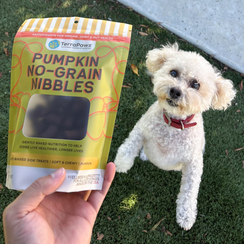 Person holding a package of 'Pumpkin No-Grain Nibbles' for a small white dog outdoors.