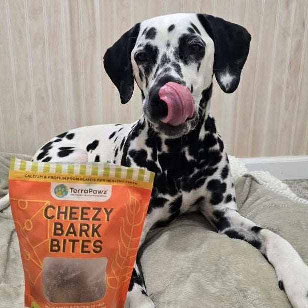 Dalmatian dog with a bag of TerraPawz Cheezy Bark Bites on a bed.