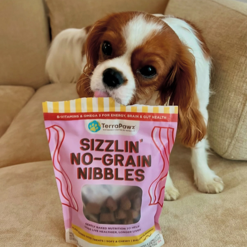 ドッグフード TERA PANDA LIFELEX ドッグフード グレインフリー チキン味 2kg KTS12