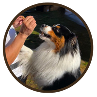 TerraPawz