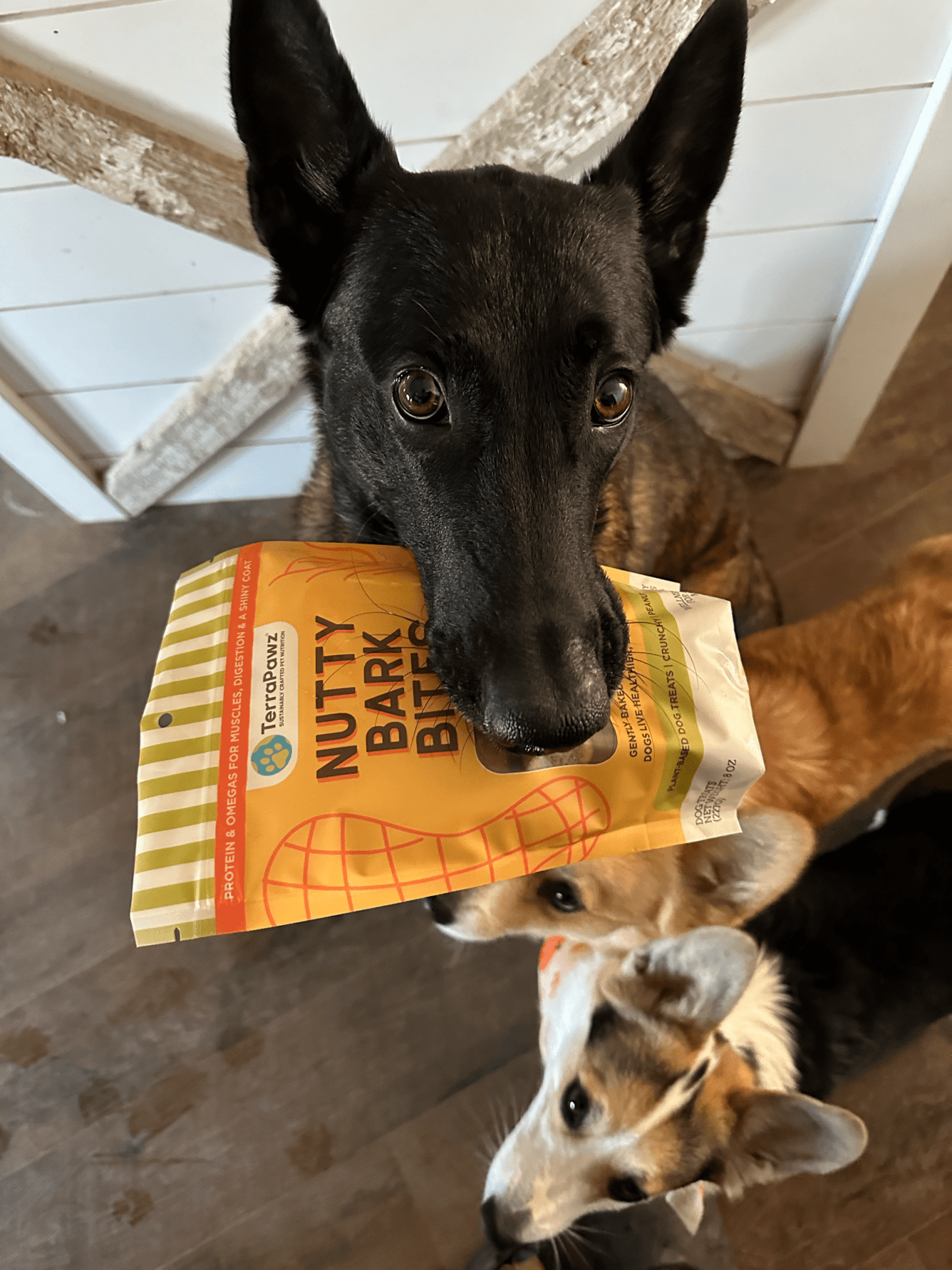 three dogs playing with a package of Nutty Bark Bites on a wooden floor.