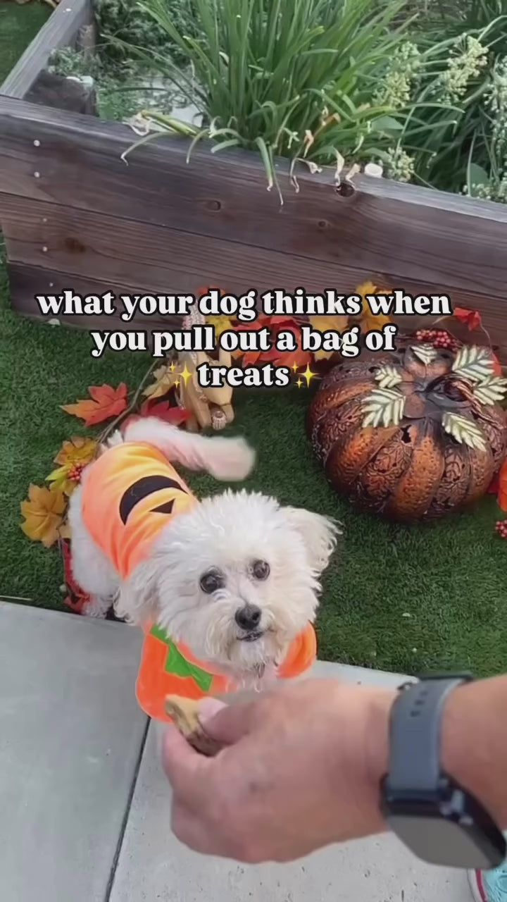 Dogs enjoying tasty TerraPawz sustainable pet treats